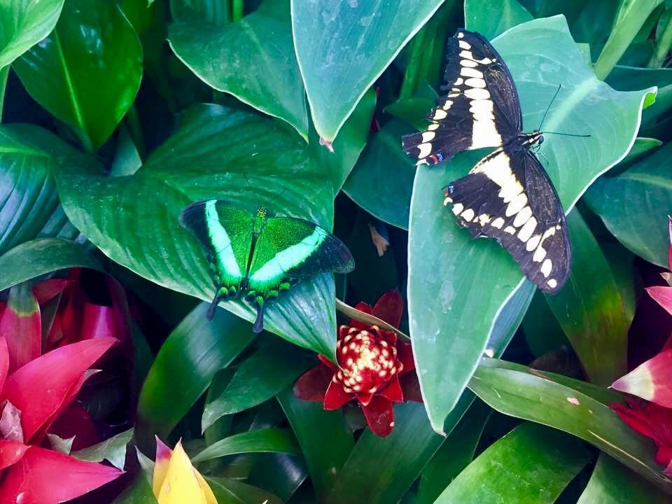 The Importance of Biodiversity