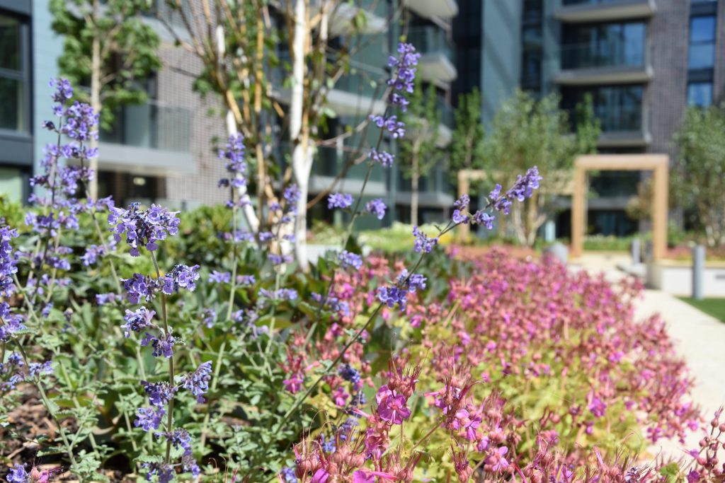 Biodiversity Net Gain in the city
