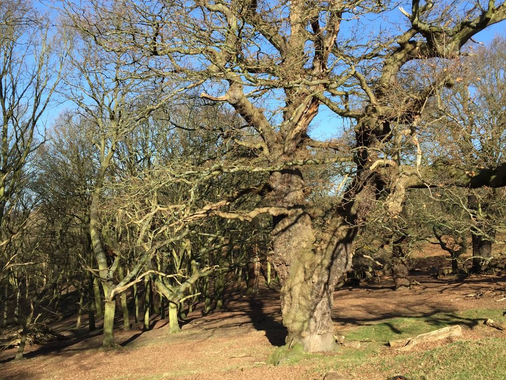 Tree Specification – Do we need to be more diverse?