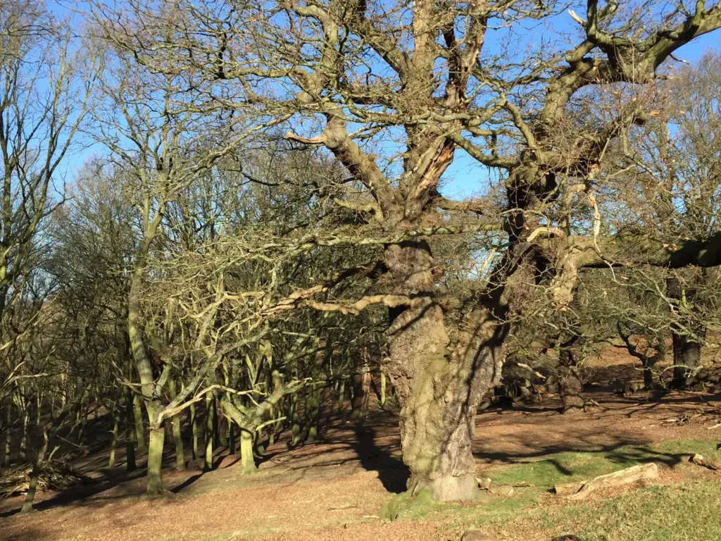 Tree Specification – Do we need to be more diverse?