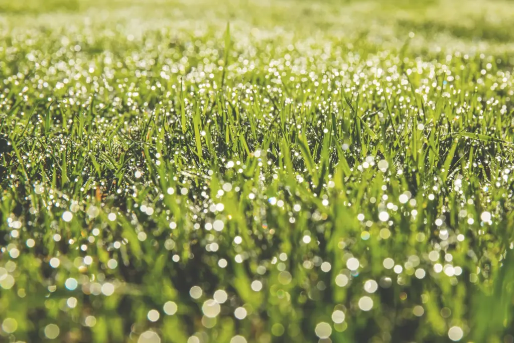 SuDS: Go For Green!