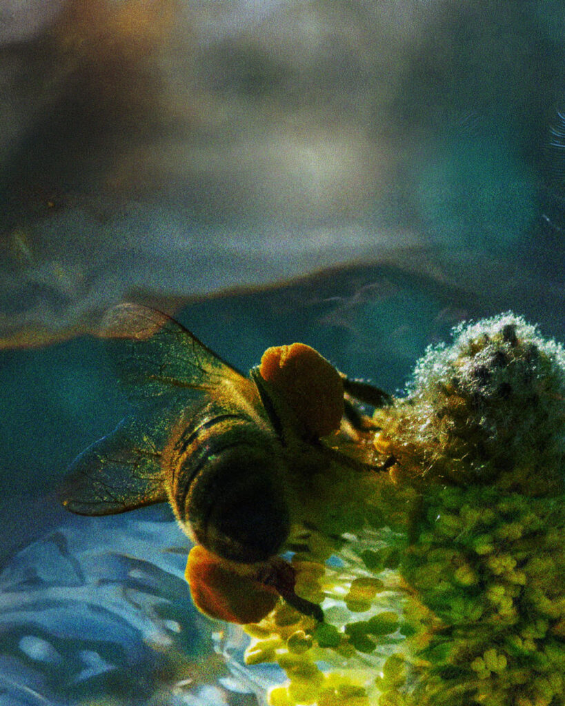 Fight for Biodiversity
